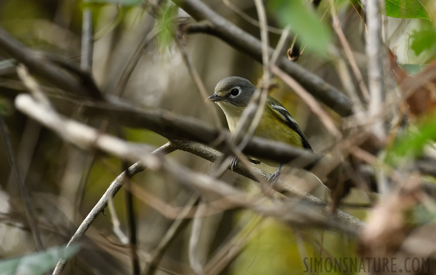 Vireo solitarius alticola [400 mm, 1/400 sec at f / 7.1, ISO 2500]